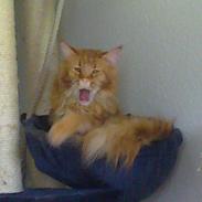 Maine Coon Max