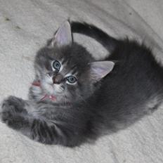Maine Coon Alicia