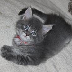 Maine Coon Alicia