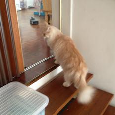 Maine Coon Mojo Emmet