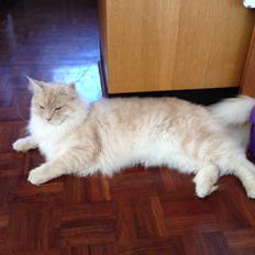 Maine Coon Mojo Emmet