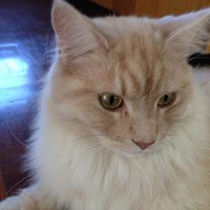 Maine Coon Mojo Emmet