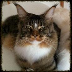 Maine Coon Igor