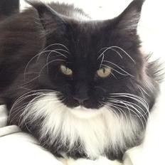 Maine Coon Jackie (Jack Sparrow)