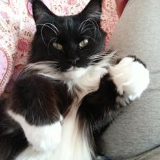 Maine Coon Jackie (Jack Sparrow)