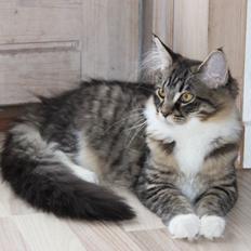 Maine Coon Maika