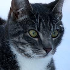 Blanding af racer SIMBA<3 *Sov sødt:-'(*