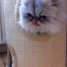 Perser DK Brandt's Duchess