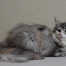 Norsk Skovkat DK Zaphy´s Alexis