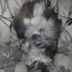 Norsk Skovkat DK Zaphy´s Alexis