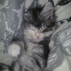 Norsk Skovkat DK Zaphy´s Alexis