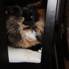 Blanding af racer Manon