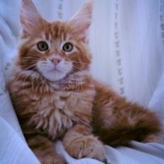 Maine Coon L.O.C.