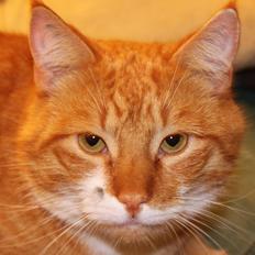 Blanding af racer Garfield Armani 