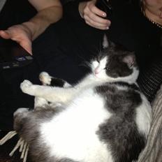 Blanding af racer Dollar