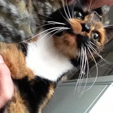 Blanding af racer Liva