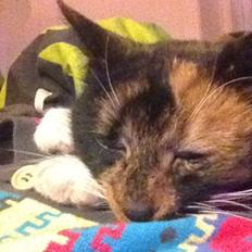 Blanding af racer Liva