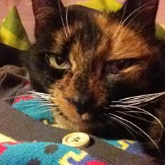 Blanding af racer Liva