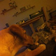 Blanding af racer Mille *Efterlyst*