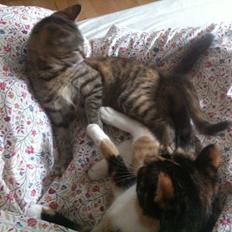 Blanding af racer Mille *Efterlyst*