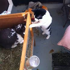 Huskat *Storemis* Diva