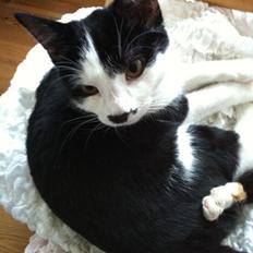 Huskat *Storemis* Diva