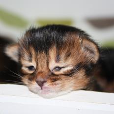 Somali Catika's Pretty Tied Up