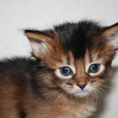 Somali Catika's Pretty Tied Up