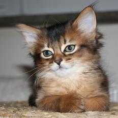 Somali Catika's Pretty Tied Up