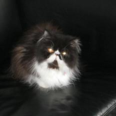 Perser Caroline Flemming 'KAFFE'