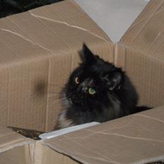 Blanding af racer Mittens