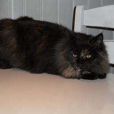 Blanding af racer Mittens