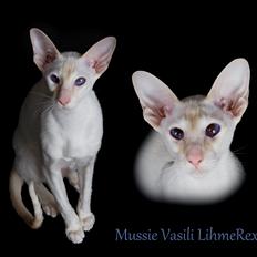 Siameser LihmeRex Vasili Mussie