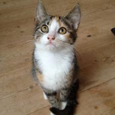 Huskat Evolution off Style