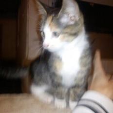 Huskat Evolution off Style