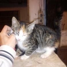 Huskat Evolution off Style