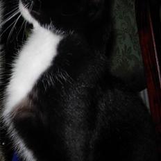 Huskat Nuzer<3 R.I.P.<3