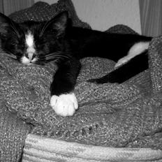 Huskat Nuzer<3 R.I.P.<3