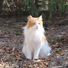 Blanding af racer Crash