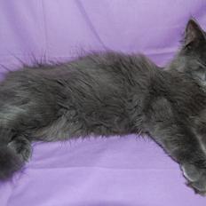 Norsk Skovkat Apollon (Polle)