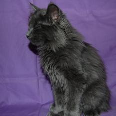 Norsk Skovkat Apollon (Polle)