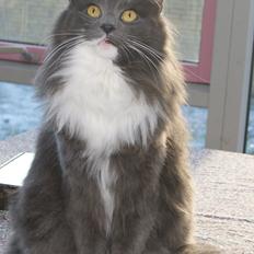 Norsk Skovkat Connie (Blaesborgs Connie)