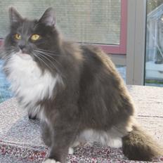 Norsk Skovkat Connie (Blaesborgs Connie)