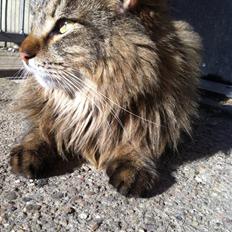 Blanding af racer Tiffany