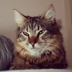 Blanding af racer Tiffany