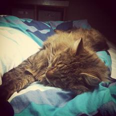 Blanding af racer Tiffany