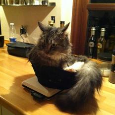 Blanding af racer Medina