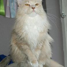 Maine Coon Asynjer