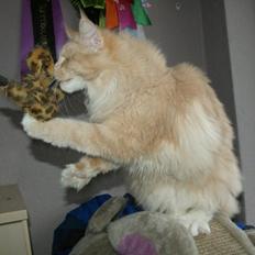 Maine Coon Asynjer