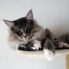 Norsk Skovkat DK*Nemador's Bugatti